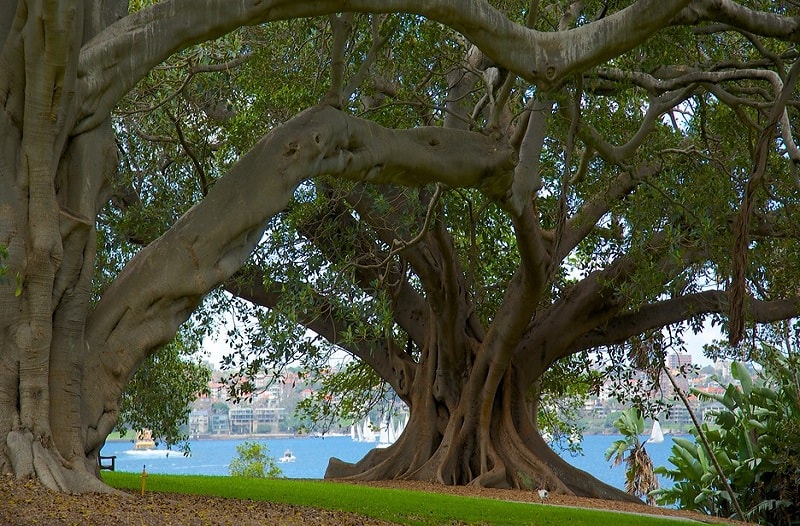 Du lịch một vòng quanh vườn Bách thảo hoàng gia, Sydney